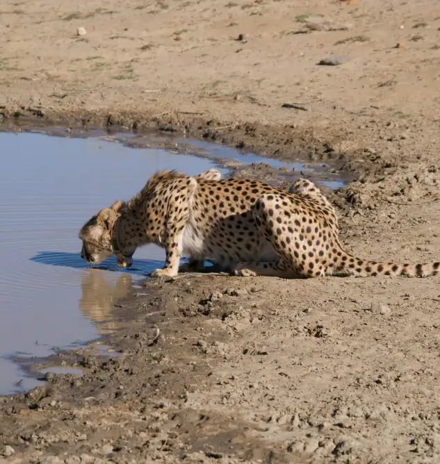 Leopard Safari