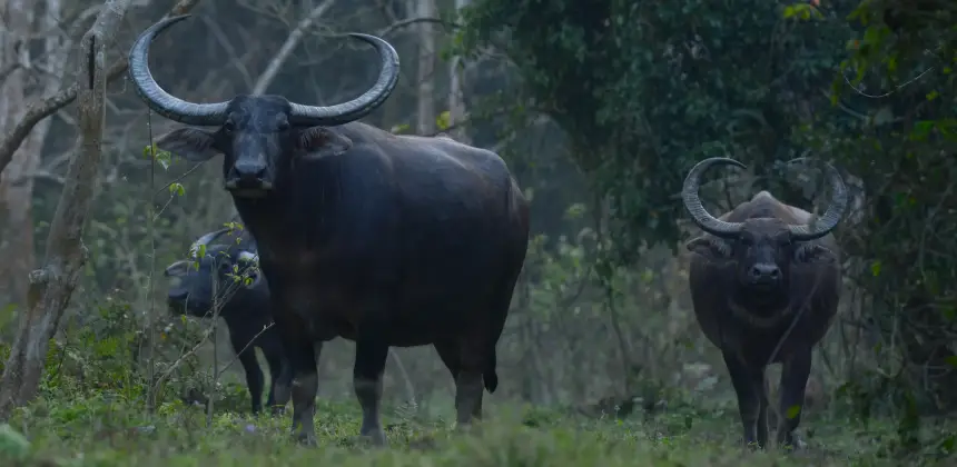 Photo of a herd of Indian gaurs standing in their natural forest habitat surrounded by lush vegetation.