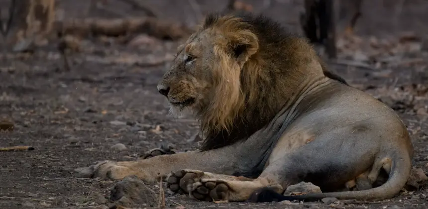 Photo of a lion resting beneath a tree in the shade of its natural habitat.