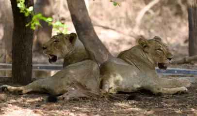 Photo of lionesses sitting together and resting in their natural grassland habitat.