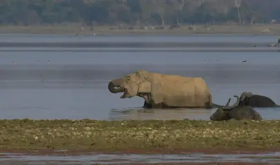 Photo of an elephant standing in a lake surrounded by a natural wilderness landscape.