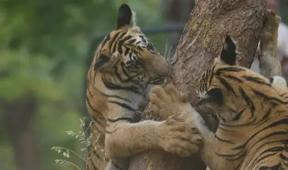 Photo of two tigers playfully interacting beside a tree in a forest habitat.
