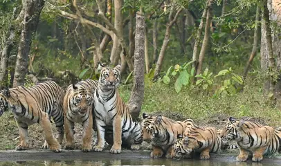 Photo of tiger drinking water from the lake