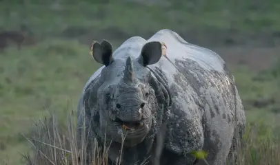 Photo of a one-horned rhinoceros standing in tall grasslands at Kaziranga National Park.