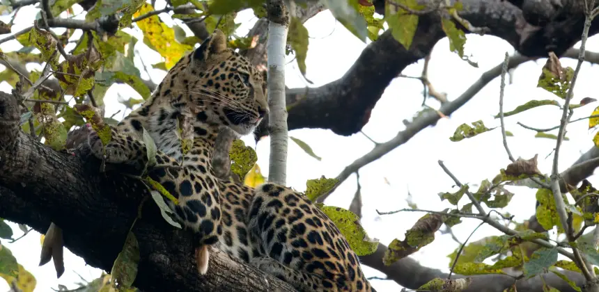 Photo of a leopard resting on a tree branch in its natural forest habitat.
