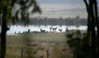 Deers gather quietly at water’s edge.