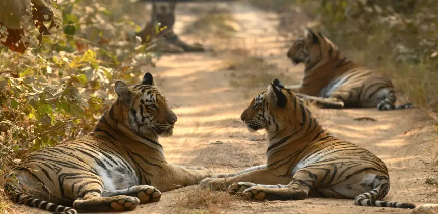 photo of Tiger spotting from safari jeep