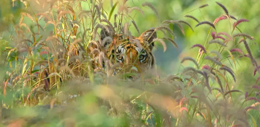 Photo of a tiger concealed in tall grass while stalking potential prey in its natural habitat.