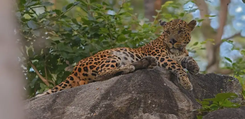 Photo of a leopard resting peacefully on a rock amidst natural forest surroundings.