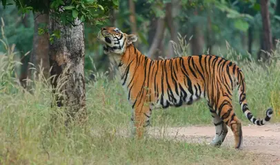 Photo of a tiger gazing up at a tree while exploring a dense forest environment.