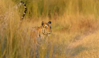 Photo of a tiger moving through tall grass in its natural forest habitat.
