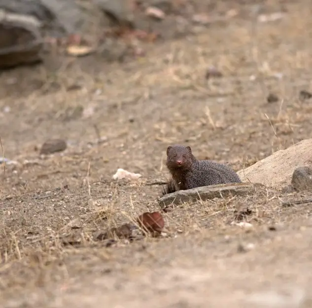 Indian Mongoose in wild