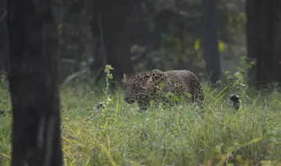 Photo Rhino in jungle
