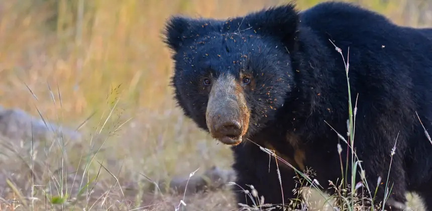Photo of Sloth Bear in natural habitat