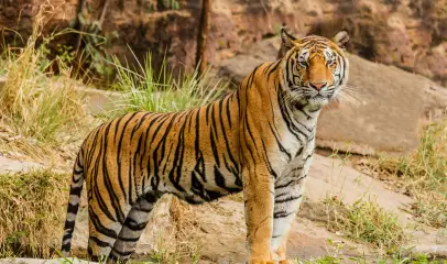 Photo of tiger in the grass