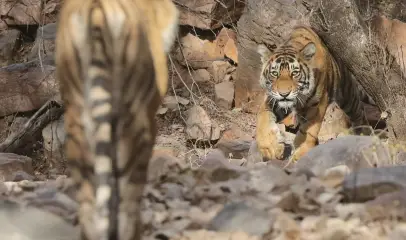 Photo of Tiger sighting in Kanha